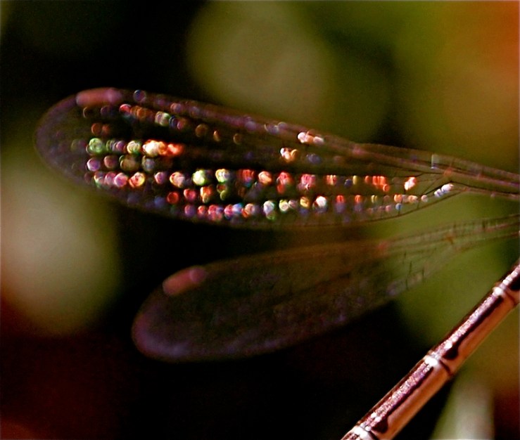 Dragonfly Jewels