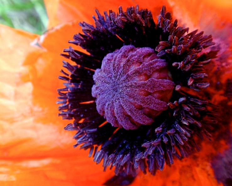 Poppy