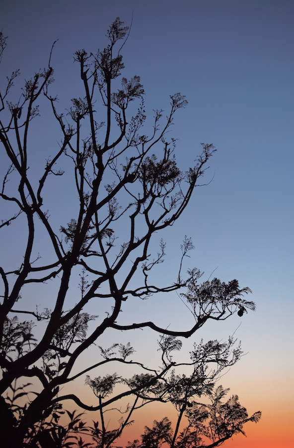 Jacaranda Sunset