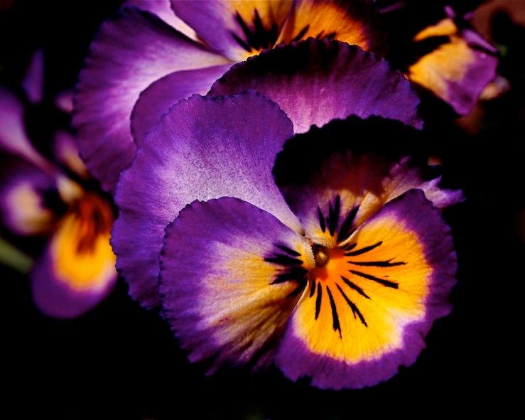 Purple Pansies