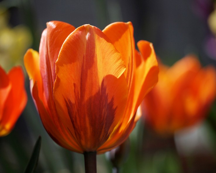 Tulips in Shades of Autumn
