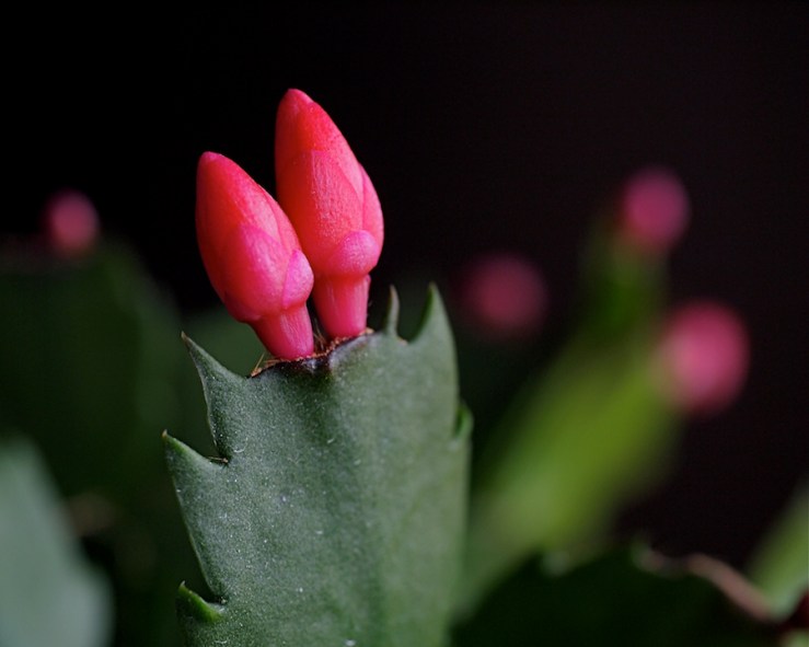 Christmas Cactus
