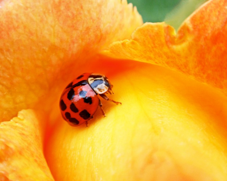 Ladybug