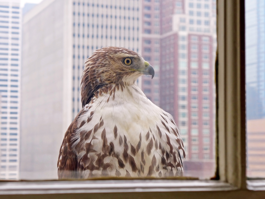 Urban Hawk