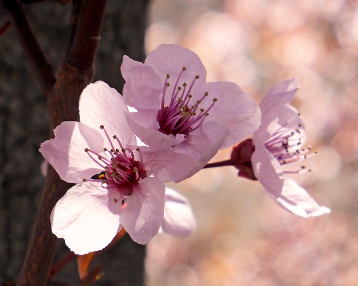 The Delicacy of Spring