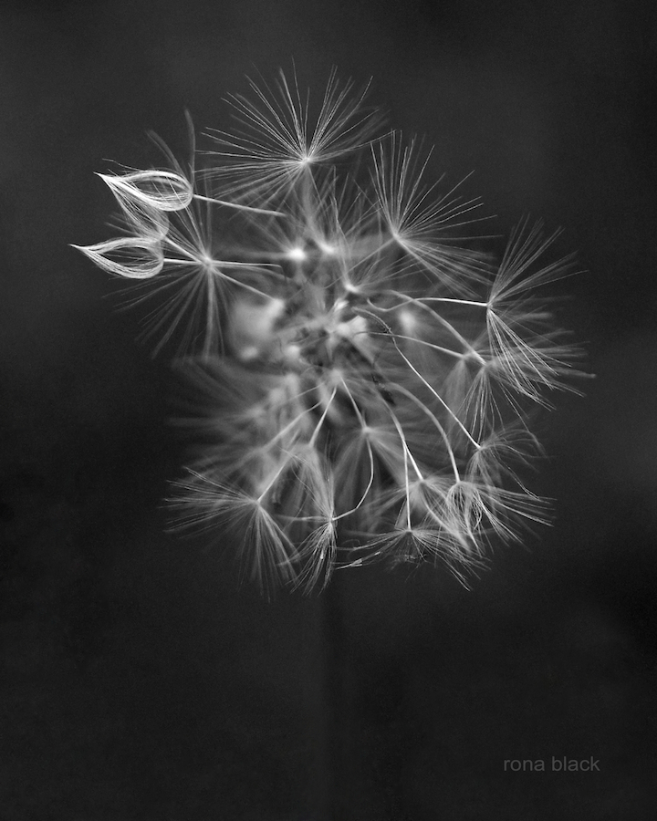 Portrait of a Dandelion