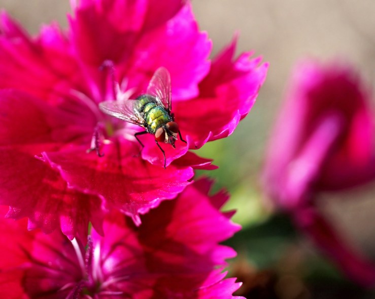 Green Bottle Fly on Dianthus