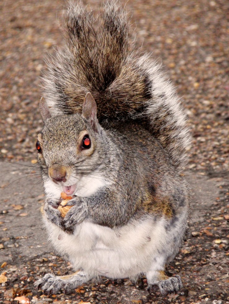 Squirrel Possessed
