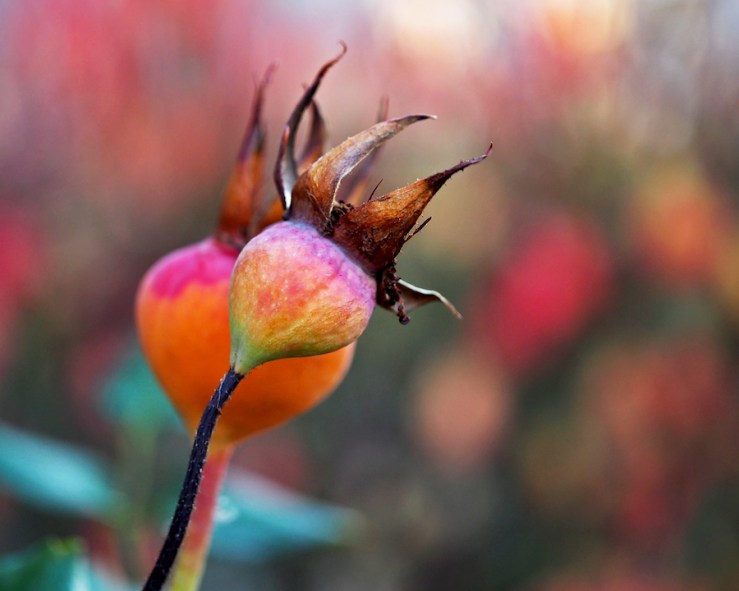 Colorful Rose Hips