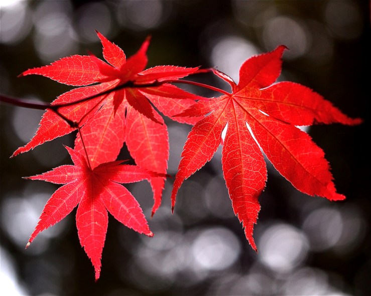 Dancing Japanese Maple