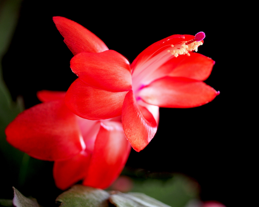 Christmas Cactus Flower