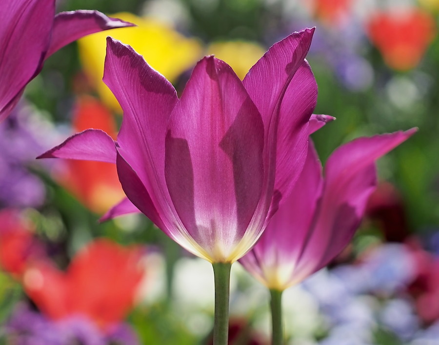 Radiant Purple Tulips