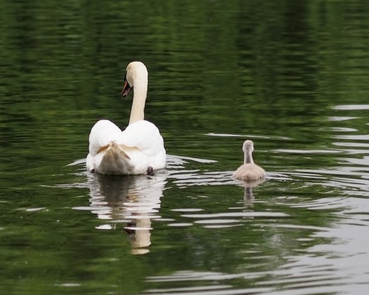 swan song by rona black