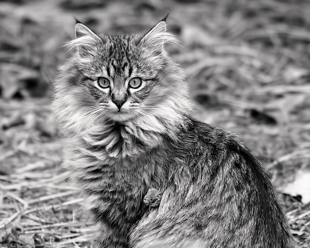 a-young-maine-coon-rona-black