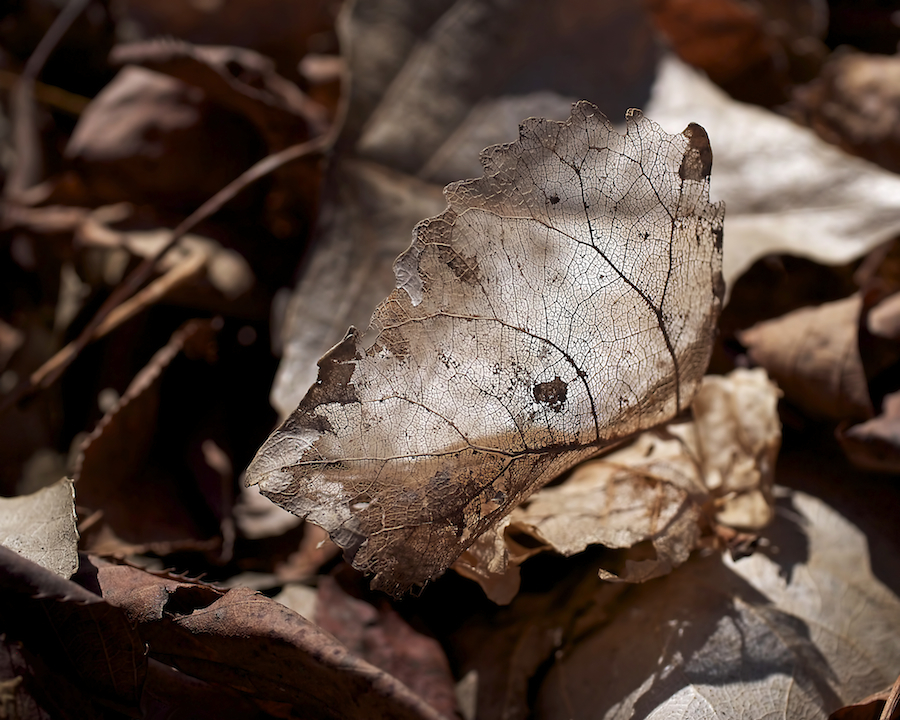 The Beauty of the End - Rona Black