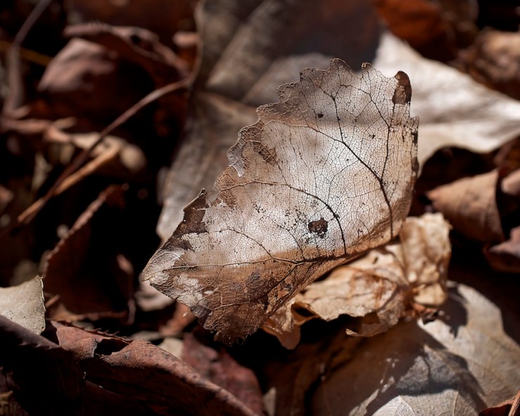 The Beauty of the End - Rona Black