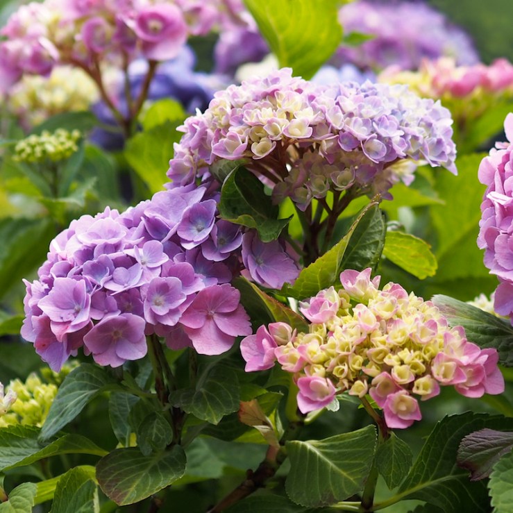 Colorful Hydrangea Blossoms - Rona Black