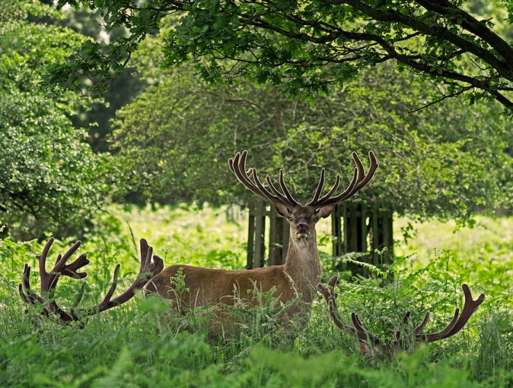 Red Deer Stag in Richmond Park