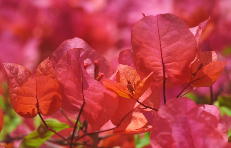 Sunlit Pink-orange Bougainvillea by Rona Black